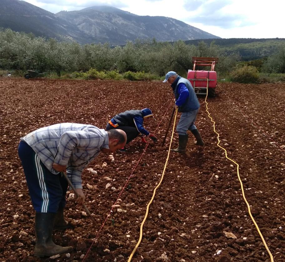 Γραμμική φύτευση με Ταφ,