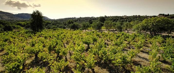 Εικόνα 8: Αμπελώνας του κτήματος Πετρακόπουλου (Πηγή: http://www.greekwineinsider.com/el/19- paragwgos/926-joomla-user-499.