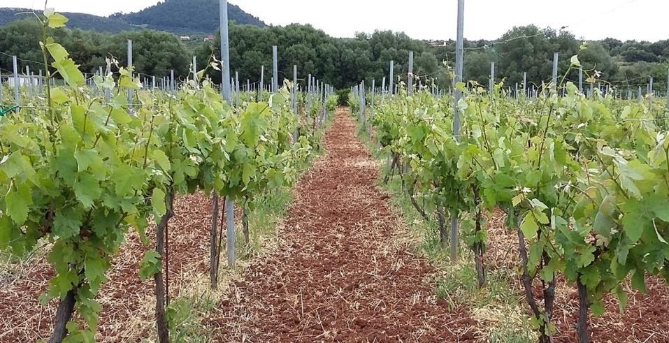 Εικόνα 5.1: Φωτογραφία από τον αμπελώνα της επιχείρησης Φοίβος http://www.domainefoivos.