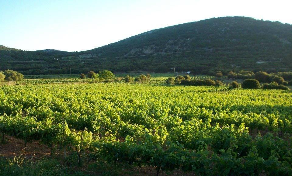 7)Ταβιανάτος Σάββας, «Ainos wines» Βαλσαμάτα, Ομαλά ΠΟΠ Ρομπόλα Εικόνα 7.1: Κτήμα Σάββα Ταβιανάτου 8) Divino wines Γ.