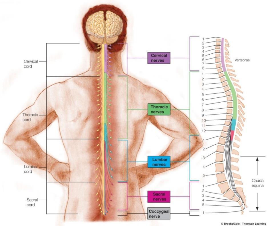 ζεύγη θωρακικά(thoracic (chest)) νεύρα 5 ζεύγη ισχιακά(lumbar (abdominal)) νεύρα 5 ζεύγη ιερά(sacral