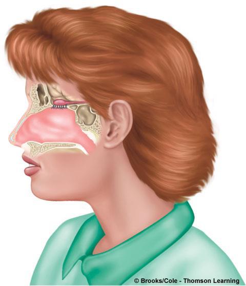 Όσφρηση (Smell or Olfaction) Ερεθίσματα Πολλές χιλιάδες διαφορετικά οσμηρά μόρια Brain Αισθητήρες 5 εκατομμύρια υποδοχείς ~ 1000 διαφορετικοί τύποι