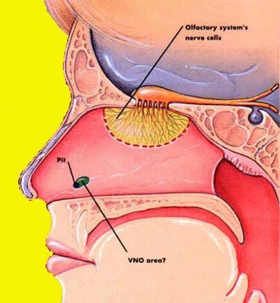 Φερομόνες (Pheromones) Υνιορρινικά Όργανα (Vomeronasal Organ - VNO) Συνηθισμένο στα θηλαστικά αλλά μέχρι πρόσφατα θεωρείτο ανύπαρκτο στον άνθρωπο Ελέγχει τη συναισθηματική και κοινωνική-σεξουαλική