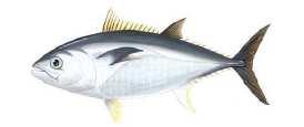 Krupna plava riba: gof ili orhan, iglun ili sabljan, lampuga, lica, luc, palamida, rumbac,
