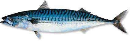 Biogeni amini Toksini algi Karakterističan je za plavu ribu: tunjevina, skuša, srdela, inćun Nastaje bakterijskom dekarboksilacijom esencijalne aminokiseline histidina histidin dekarboksilaza