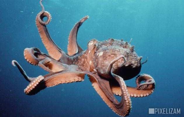 U glavonošce spadaju: hobotnice lignje, lignjice sipe, sipice