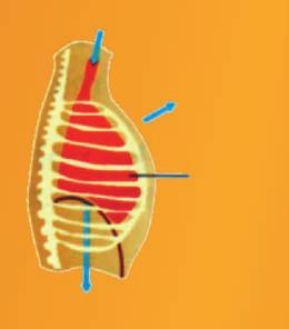 T 1 فانه P 2 مع االحتفاظ بدرجة الحرارة ثابتة حجمه V وضغط 2 طبقا لقانون بويل يصح ان نقول P 1 V 1 = P 2 V 2 )عند ثبوت الحرارة وكمية الغاز( مثال - 2 4 : ضغط غاز في صفيحة معطر جو يساوي