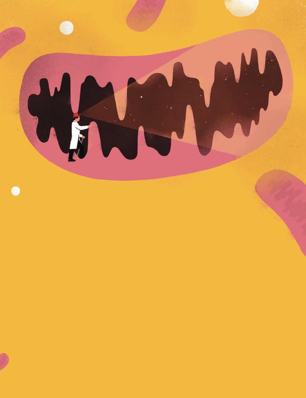 سر المتوكوندرا ILLUSTRATION BY SÉBASTIEN THIBAULT تسعنات القرن الماض أراد العلماء الرنسون معرة ما الذ حدث لدماغ الأر عند العبث المتوكوندرا الخاصة به وه الب ن ى المول دة للطاقة داخل الخالا ا أ لكثر