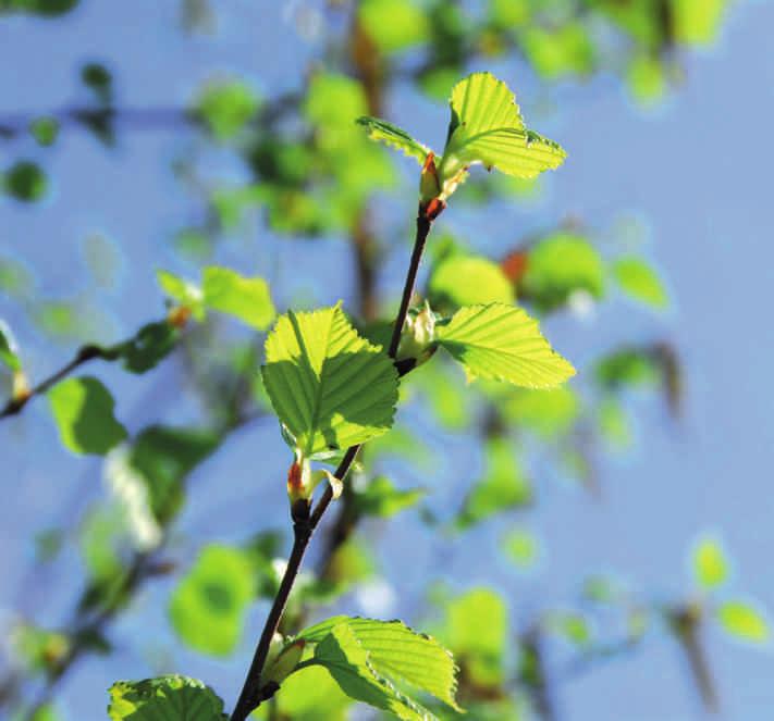 أبحاث أنباء وآراء ELENA ELISSEEVA/ALAMY 1. De Réaumur, R. A. F. Mém. Acad. R. Sci. Paris 545 576 (1735). 2. Lieth, H. Phenology and Seasonality Modeling (Springer, 1974). 3. Bostock, J. & Riley, H. T.