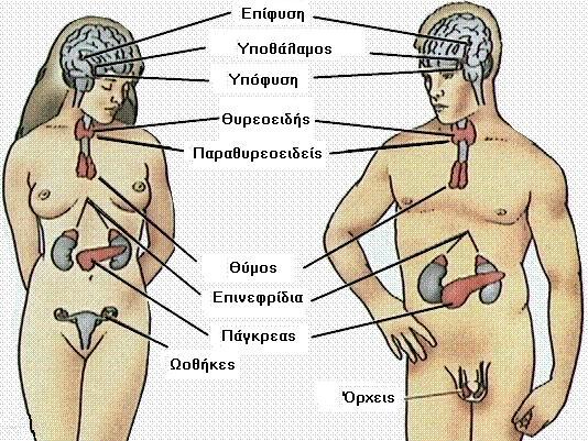 Ορµονικοί παράγοντες που επηρεάζουν την οστική µάζα Ορµόνες του φύλου (ανδρογόνα οιστρογόνα) Ορµόνες του