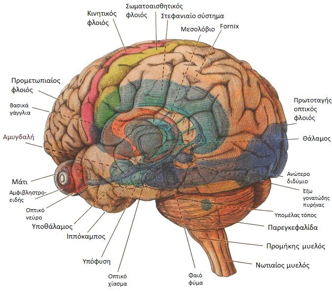 Εικόνα 6: Οι δομές του εγκεφάλου Υπάρχουν