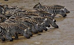 Το Εθνικό Πάρκο Μασάι Μάρα Το Εθνικό Πάρκο Μασάι Μάρα βρίσκεται στη Νοτιοδυτική Κένυα και αποτελεί την εντός της Κένυας βόρεια προέκταση του Πάρκου Σερεγκέτι της Τανζανίας.