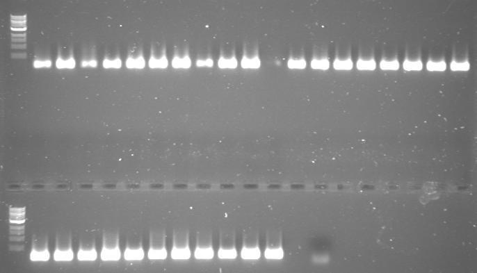 1 2 3 4 5 6 7 8 9 10 11 12 13 14 15 16 17 18 19 500 bp 200 bp L 20 21 22 23 24 25 26 27 28 29 30 Εικόνα 3.