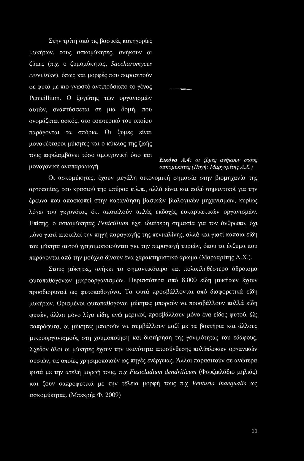 Ο ζυγώτης των οργανισμών αυτών, αναπτύσσεται σε μια δομή, που ονομάζεται ασκός, στο εσωτερικό του οποίου παράγονται τα σπόρια.
