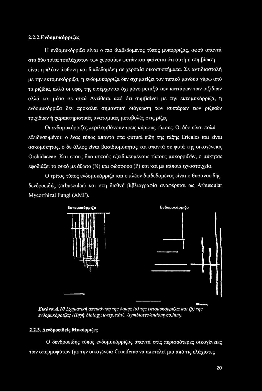 Σε αντιδιαστολή με την εκτομυκόρριζα, η ενδομυκόρριζα δεν σχηματίζει τον τυπικό μανδύα γύρω από τα ριζίδια, αλλά οι υφές της εισέρχονται όχι μόνο μεταξύ των κυττάρων των ριζίδιων αλλά και μέσα σε