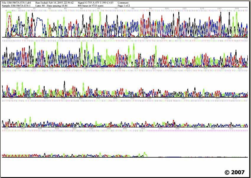 Το γράφημα αυτό έχει παραχθεί κατά το sequencing κατά Sanger της γονιδιακής περιοχής ITS ενός δερματοφύτου (Τrichophyton rubrum). Κάθε κορυφή αντιπροσωπεύει μία βάση DNA.