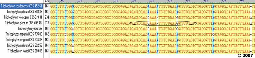Η μέθοδος real-time PCR μπορεί να ανιχνεύει ένα δερματόφυτο με κριτήριο διαφοράς κατά δύο μόνο βάσεις DNA.