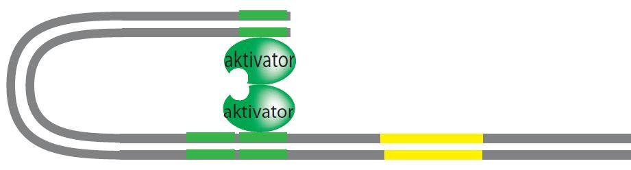 Protein AraC i aktivator i represor transkripcije Kada L-arabinoza nije prisutna u bakterijskoj ćeliji, nema ni ekspresije operona arabad.