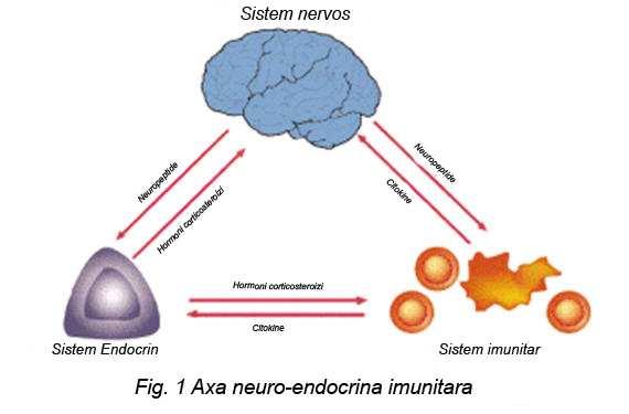 din 41 de resturi de aminoacizi. CRF determina activarea axei hipotalamo-hipofizo-suprarenala stimuland eliberarea de hormon adenocorticotrop(acth) de la nivelul hipofizei.