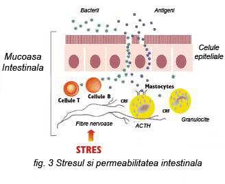 In concluzie CRF are nivele crescute in tesuturile inflamate ca de exemplu in intestinul pacientilor atinsi de rectocolita hemoragica.