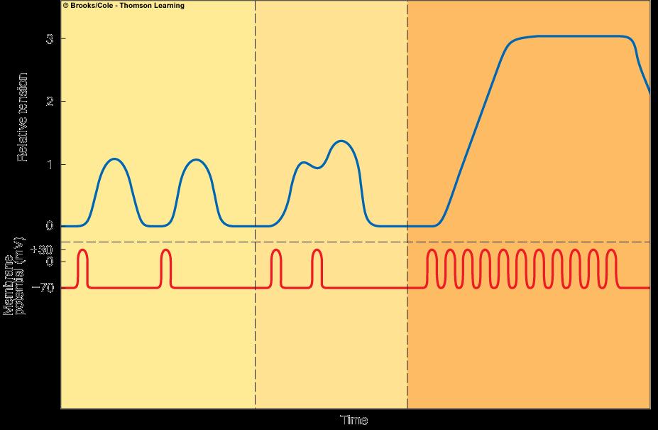 Σύνδεση Διέγερσης-Σύσπασης (Excitation-Contraction Coupling) Άθροιση συσπάσεων Ξεχωριστές συσπάσεις μπορεί να προστεθούν Πολλαπλά ΔΕ πριν τελειώσει η σύσπαση Η σύσπαση συνεχίζεται και αθροίζεται.