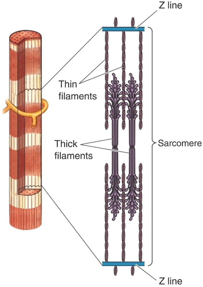 Σύνδεση Διέγερσης-Σύσπασης (Excitation-Contraction Coupling) Μυϊκή ίνα (Muscle fiber) Κύτταρο (cell) Πολλά μυϊκά ινίδια (myofibrils) Μυϊκά Ινίδια (Myofibrils) Συσταλτικές (contractile) μονάδες της