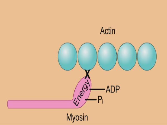 Σύνδεση Διέγερσης-Σύσπασης (Excitation-Contraction Coupling) Ισχυρή Ώθηση