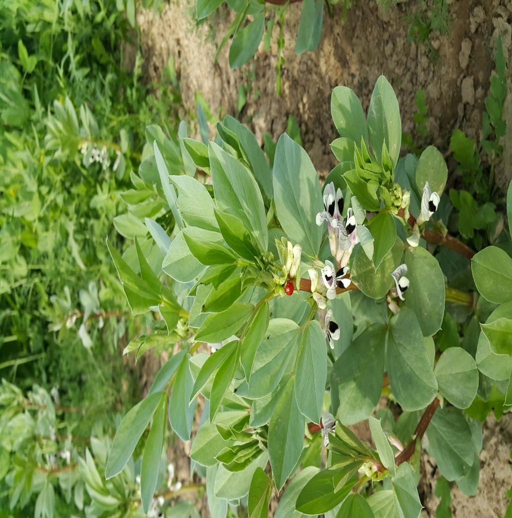 µόνο φύλλα, ενώ πιο πάνω από τους οφθαλµούς στη βάση των φύλλων, αναπτύσσονται οι ταξιανθίες. Το ύψος του φυτού κυµαίνεται από 5 έως 15 cm, ανάλογα µε την ποικιλία. Ο κύριος βλαστός διακλαδίζεται.