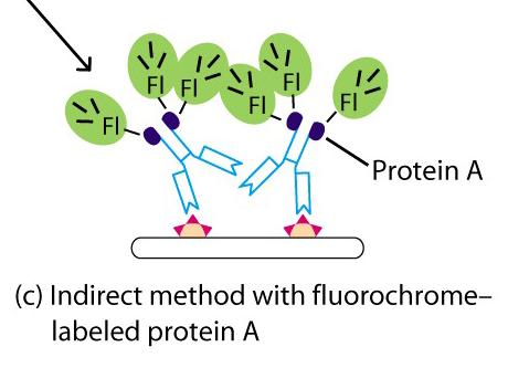 Alternative reakcijama antigena i protutijela protein A i G