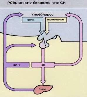 Εικόνα 1: Σχηματική αναπαράσταση της ρύθμισης της έκκρισης της αυξητικής ορμόνης από την