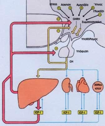 Εικόνα 2: Σχηματική αναπαράσταση της παλινδρόμου ρύθμισης της εκκρίσεως της GHRH από τον