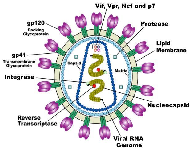 HIV Πρόκειται για ρετοϊό (retrovirus) retrovirus), με υποτύπους τους HIV-1 και HIV-2, ο οποίος