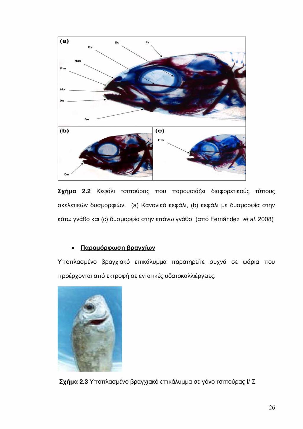 Σχήμα 2.2 Κεφάλι τσιπούρας που παρουσιάζει διαφορετικούς τυπους σκελετικών δυσμορφιών.