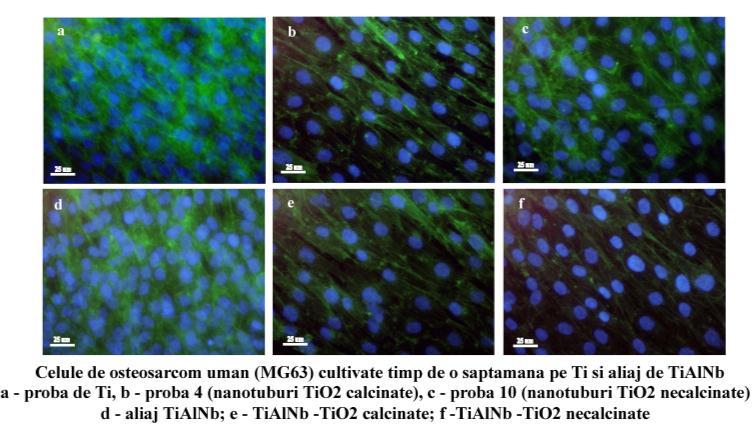 reprezentativ Testarea biocompatibilitatii si a capacitatii osteoinductive a suporturilor metalice pe baza de Ti si a aliajelor de TiAlNb cu diferite acoperiri a fost realizata prin utilizarea liniei