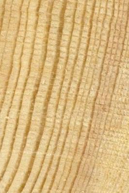 Εγκάρσια τομή ξύλου: πολύ στενοί αυξητικοί δακτύλιοι, ξύλο από φυσικό δασικό οικοσύστημα - όχι