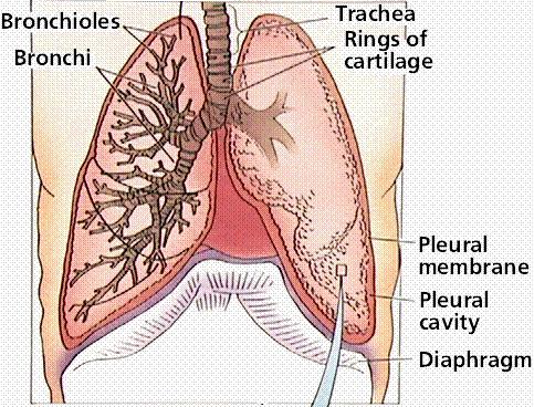 departe bronhiolele terminale (bronchioles).