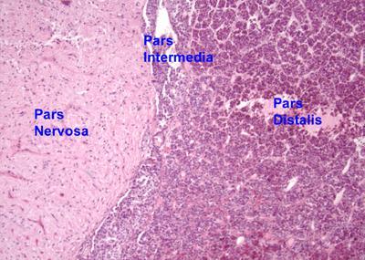 Ανατομία υπόφυσης μικροσκοπικά (3) Πρόσθιος λοβός Pars distalis μεγαλύτερο ορμονοπαραγωγό Pars intermedia ελάχιστα στον