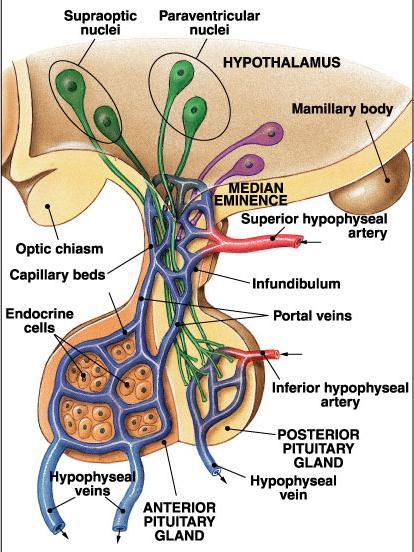 Υποφυσιακές αρτηρίες Από καρωτίδες Άνω 80-90% στην αδενουπόφυση κάτω Οπίσθια υπόφυση Αιμάτωση υπόφυσης (2) Οπίσθιος λοβός Πλούσια νεύρωση από υποθαλαμικούς νευρώνες (υπεροπτικουποφυσιακά
