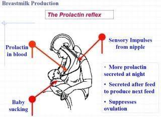 Προλακτίνη (4) Επαγωγή και διατήρηση έκκρισης γάλακτος Μείωση αναπαραγωγικής λειτουργίας Καταστολή σεξουαλικής ορμής (για διασφάλιση μητρικού θηλασμού) Αναστολή GnRH και