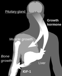Δράσεις Αυξητικής ορμόνης (4) ΕΜΜΕΣΕΣ Αύξηση οστών σε ανάπτυξη Προάγει μίτωση στις επιφύσεις στα μακρά οστά Αύξηση χόνδρων και οστών μέσω των IGF (IGF-1 / IGF-2 και σύνθεση γλυκοζαμινογλυκάνης για
