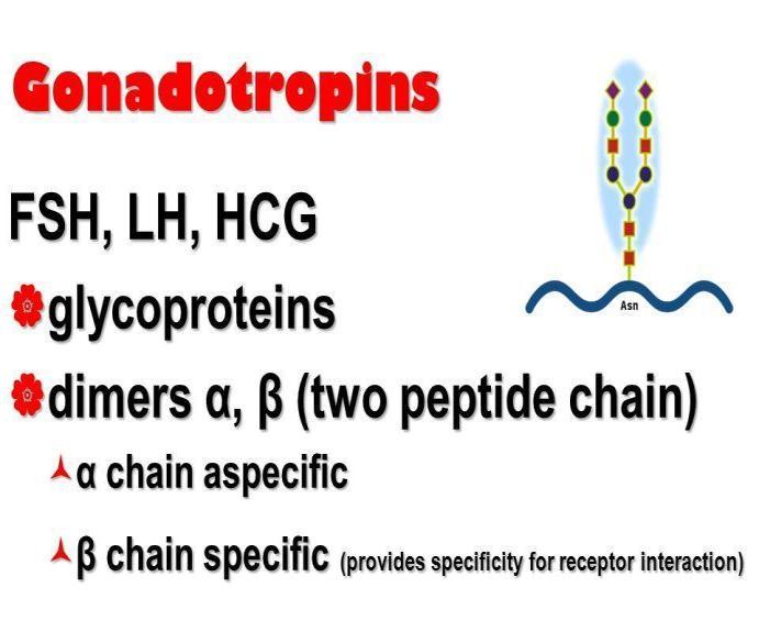 LH, FSH (1) Από γοναδοτρόπα κύτταρα υπόφυσης (10% κυττάρων υπόφυσης) Γλυκοπρωτείνες από α και β υπομονάδες Α υπομονάδα κοινή (σιαλικά οξέα και c AMP) Β υπομονάδα ειδική από ξεχωριστά γονίδια