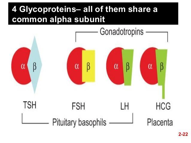 TSH (1) Γλυκοπρωτεΐνη που συντίθεται από τα βασεόφιλα κύτταρα του πρόσθιου λοβού της υπόφυσης Παράγεται από τα θυρεοτρόπα κύτταρα (5% κυττάρων υπόφυσης)