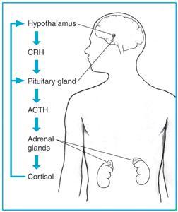 Αδρενοκορτικοτρόπος ορμόνη ACTH (1) Φλοιοεπινεφριδιοτρόπος ή