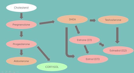 Αδρενοκορτικοτρόπος ορμόνη ACTH (6) Ταχεία σύνθεση και έκκριση στεροειδών σε λεπτά Αυξάνει RNA, DNA και σύνθεση πρωτεινών ενδοκυττάρια και κάνει μακροπρόθεσμα υπερπλασία και υπερτροφία του φλοιού