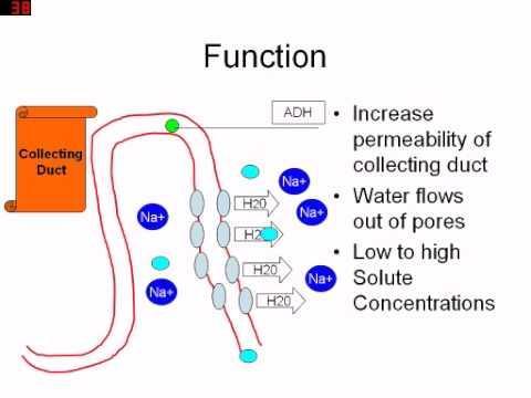 Αντιδιουρητική ορμόνη βαζοπρεσσίνη-adh (4) Διευκόλυνση επαναπορρόφησης ύδατος απο V2 υποδοχείς στο άπω εσπειραμένο σωληνάριο του νεφρού με αύξηση της διαπερατότητας για