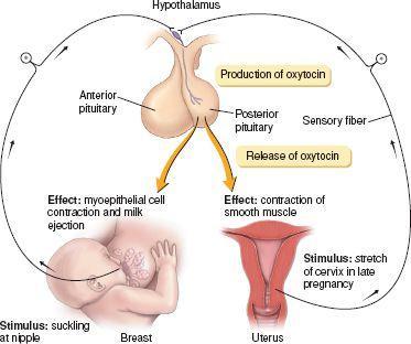 Ωκυτοκίνη (2) Αύξηση της ευαισθησίας του υποδοχέα της στον εγκέφαλο από τα οιστρογόνα Σύσπαση των μυοεπιθηλιακών κυττάρων γύρω από τους γαλακτοφόρους πόρους Προαγωγή συσπάσεων της μήτρας Αύξηση της