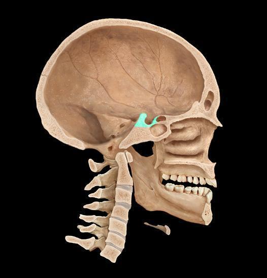 Ανατομία της υπόφυσης (1) Η υπόφυση βρίσκεται μέσα στο τουρκικό εφίππιο ή υποφυσιακό βόθρο στην βάση του εγκεφάλου. Περιβάλλεται από το σφηνοειδές οστούν.