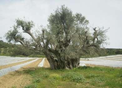 Η ελιά σε μικρή ηλικία έως 7 ετών δεν παράγει καρπούς, αλλά χρειάζεται την προσοχή των καλλιεργητών, γιατί σε αυτή την ηλικία γίνεται το κέντρισμα. Σε ηλικία 7 έως 15 ετών, αρχίζει να παράγει καρπούς.