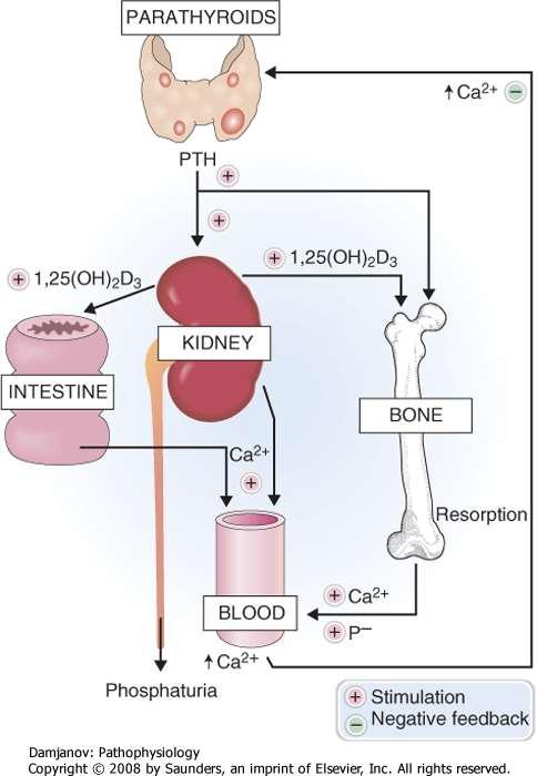 The role of parathyroid hormone and vitamin D in the metabolism of calcium. 1,25(OH)2D3, 1,25 dihydroxyvitamin D3; P-, phosphate; PTH, parathyroid hormone.