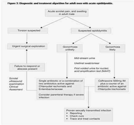 EAU Guidelines on Urological Infections, March 2017 Θεραπεία Εμπειρική αντιβιοτική αγωγή με βάση το ιστορικό Αναλγητικά Αντιφλεγμονώδη Κορτικοειδή Ανάπαυση Παροχέτευση πυώδους